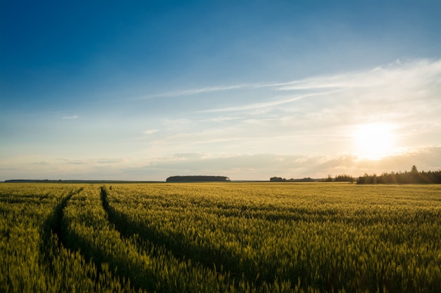 Gran campo de centeno verde con rastro de rueda al atardecer