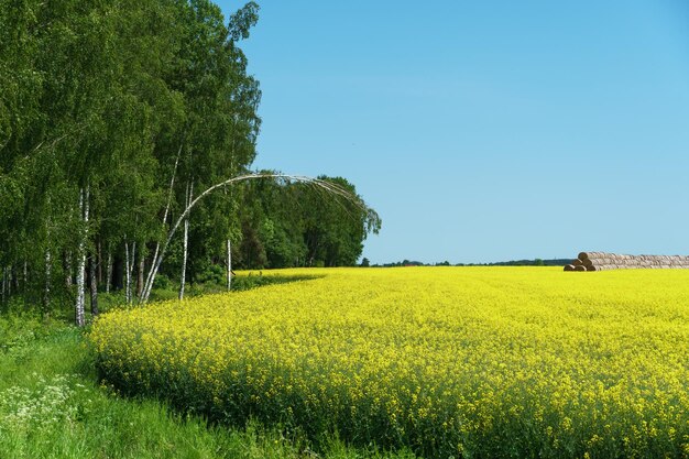 Un gran campo de colza amarilla en flor ubicado a lo largo del bosque contra el cielo azul Vista de un campo de colsa agrícola en una zona ecológicamente limpia