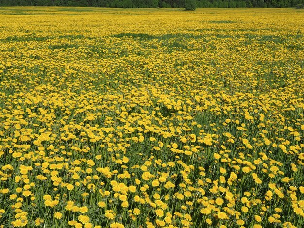 Un gran campo cubierto de flores de diente de león y un bosque en el horizonte. Región de Leningrado, Rusia.