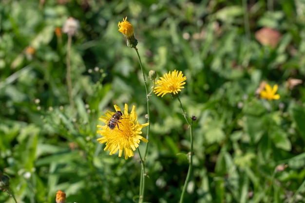 Gran campo de flores Una abeja se sienta en una flor amarilla Polinización de flores Miel pasto Kulbaba otoño