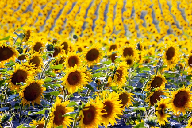 Gran campo de girasoles florecientes en la luz del sol. Agronomía, agricultura y botánica.