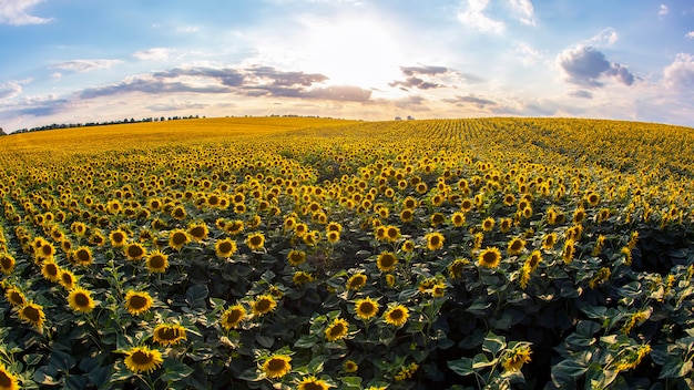 Gran campo de girasoles florecientes en la luz del sol. Agronomía, agricultura y botánica.