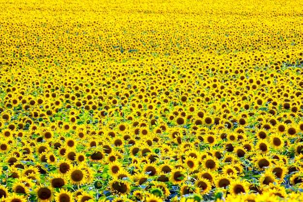 Gran campo de girasoles florecientes en la luz del sol. Agronomía, agricultura y botánica.