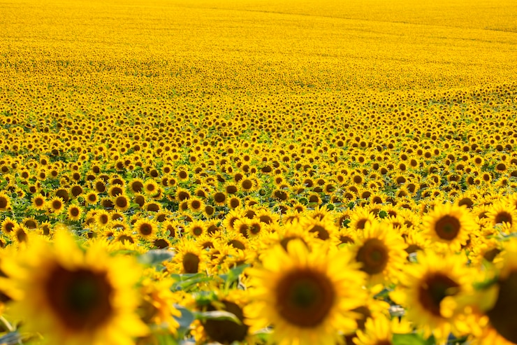 Foto gran campo de girasoles florecientes en la luz del sol