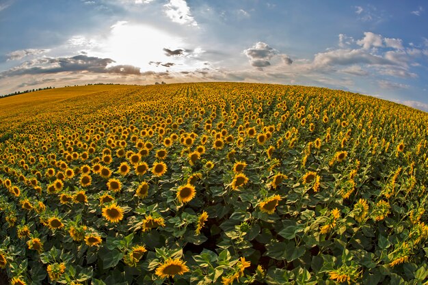 Gran campo de girasoles florecientes con el telón de fondo de un soleado cielo nublado