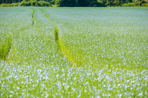 Gran campo de lino en flor en primavera