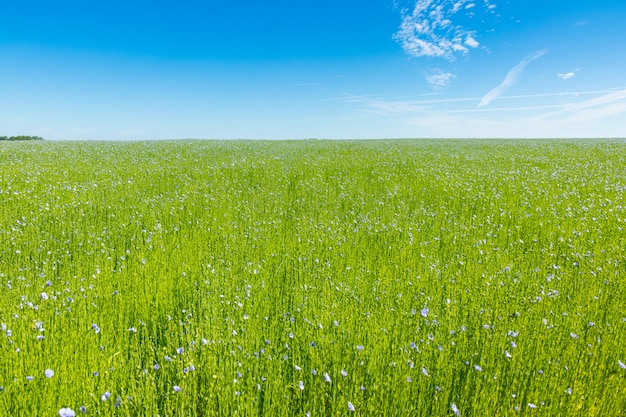 Gran campo de lino en flor en primavera.