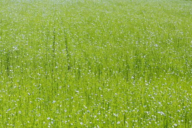 Foto gran campo de lino en flor en primavera.