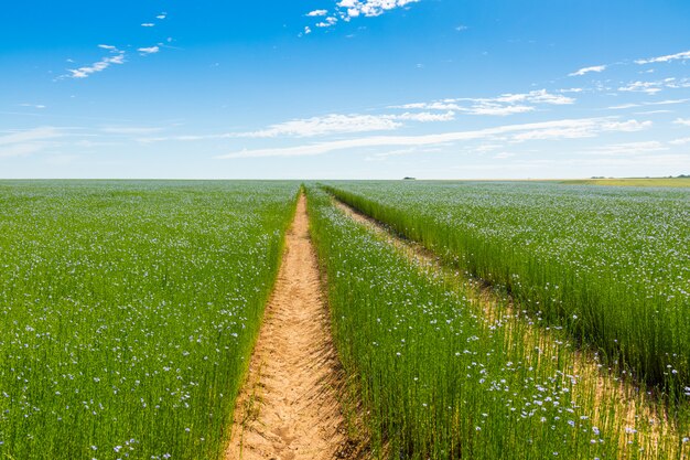 Gran campo de lino en flor en primavera.