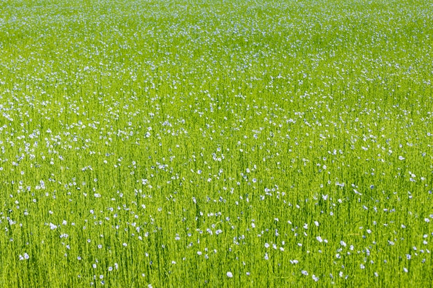 Gran campo de lino en flor en primavera.