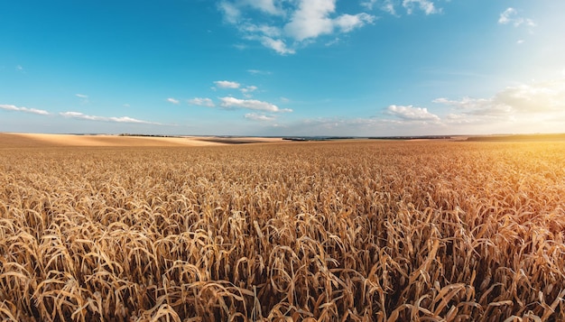 Gran campo de maíz agrícola de maíz maduro