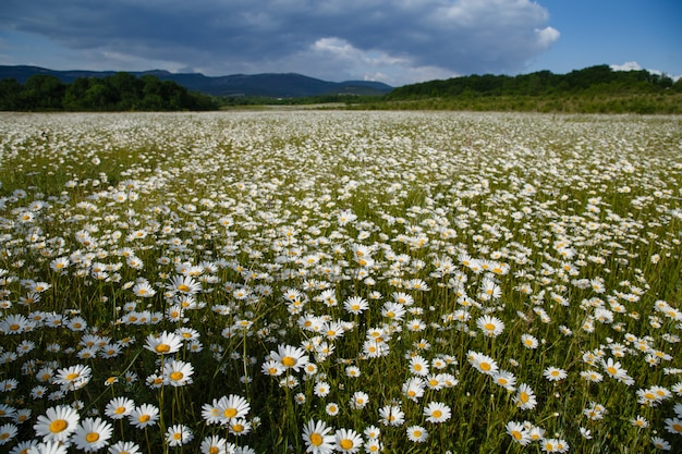 Gran campo de margaritas