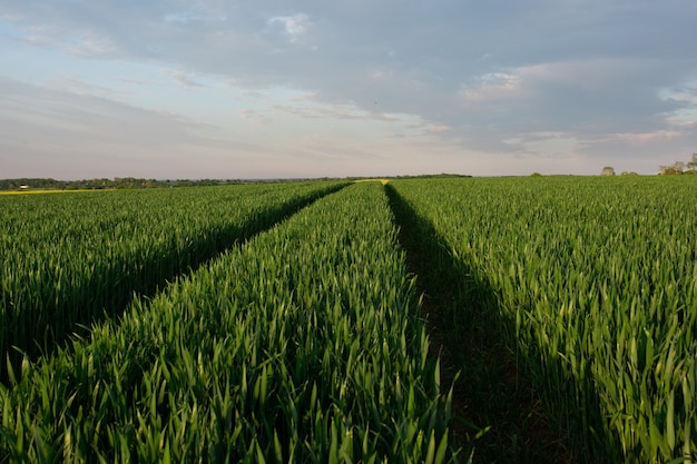 Un gran campo de trigo y el cielo al atardecer, el paisaje rural habitual de Inglaterra en Yorkshire