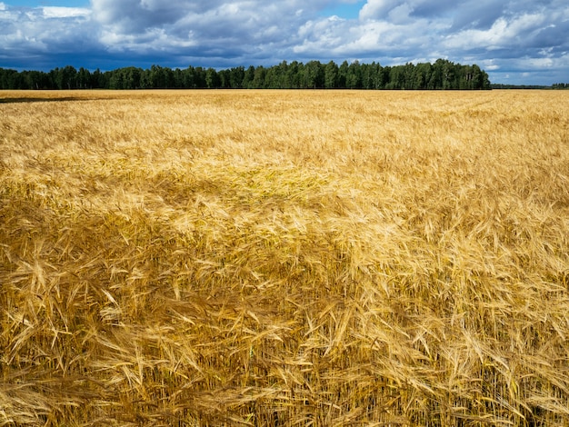 Gran campo de trigo. Espigas amarillas de trigo y cielo azul