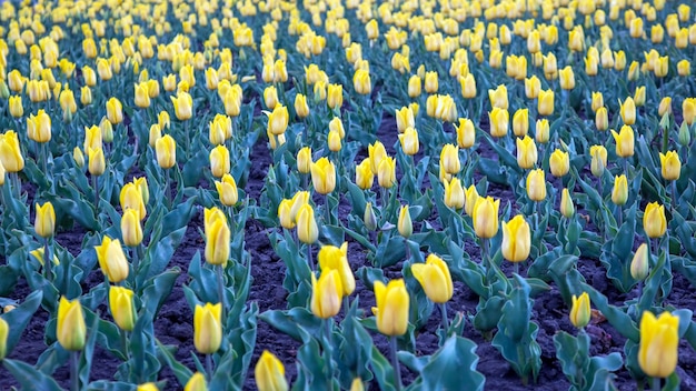Gran campo de tulipanes amarillos florecientes. flores y botánica
