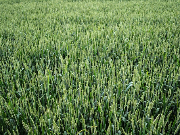 Gran campo verde de cebada inmadura. Extensa tierra rural