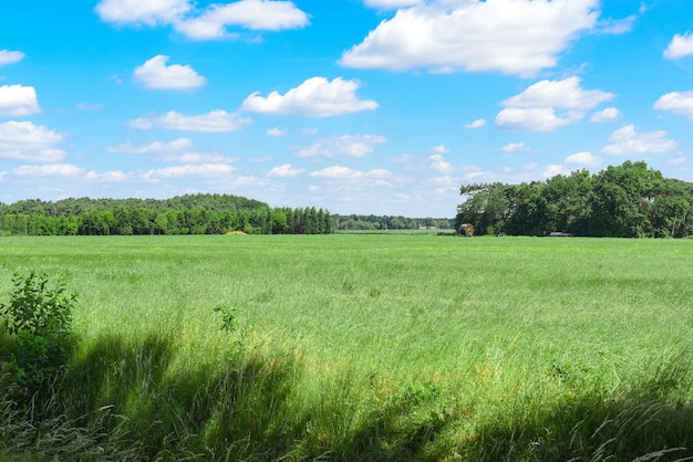 Gran campo verde rodeado de frondosos árboles y vegetación bajo un cielo azul con hermosas nubes blancas