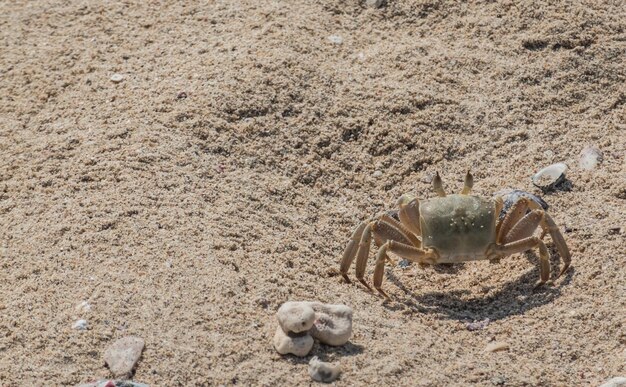 gran cangrejo corriendo muy rápido sobre la arena fina en la playa