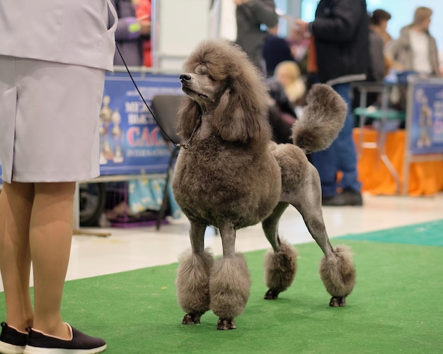 Foto un gran caniche real de color moderno en una exposición canina