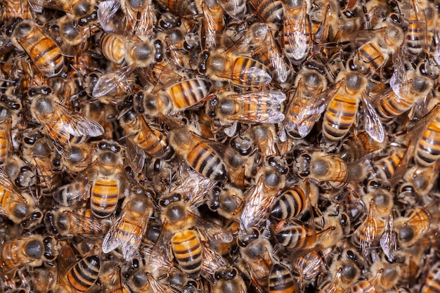 Foto una gran cantidad de abejas apis mellifera en colmena