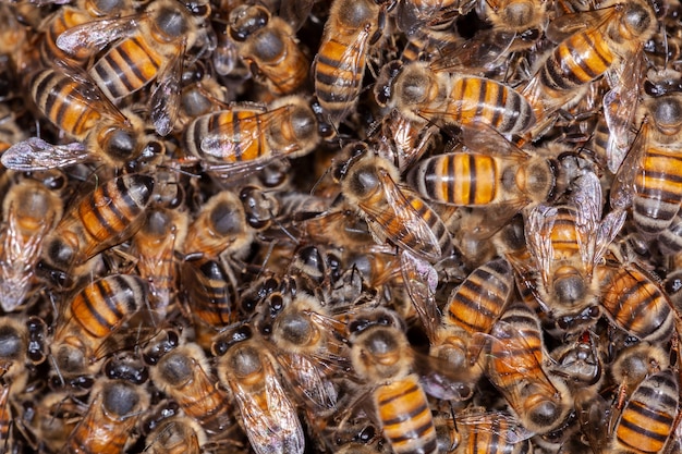 Una gran cantidad de abejas apis mellifera en colmena