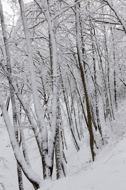 Una gran cantidad de árboles de hoja caduca desnudos en la temporada de invierno, los árboles están cubiertos de nieve después de las heladas y nevadas, ventisqueros en el parque o bosque de invierno, habrá huellas en la nieve.