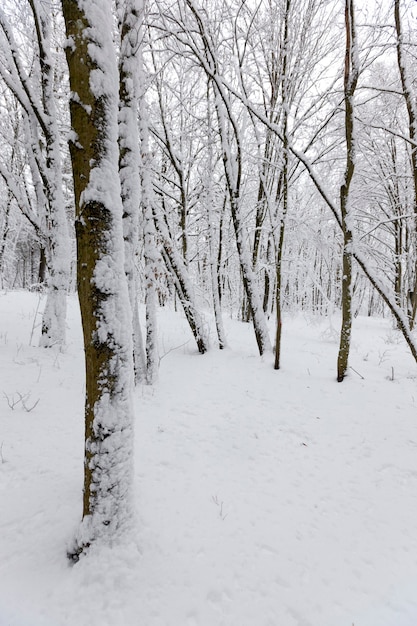 Una gran cantidad de árboles de hoja caduca desnudos en la temporada de invierno, los árboles están cubiertos de nieve después de las heladas y nevadas, ventisqueros en el parque o bosque de invierno, habrá huellas en la nieve.