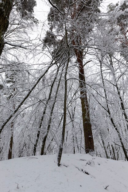 Una gran cantidad de árboles de hoja caduca desnudos en la temporada de invierno, los árboles están cubiertos de nieve después de las heladas y nevadas, ventisqueros en el parque o bosque de invierno, habrá huellas en la nieve.