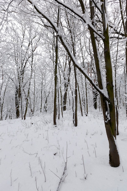 Una gran cantidad de árboles de hoja caduca desnudos en la temporada de invierno, los árboles están cubiertos de nieve después de las heladas y nevadas, ventisqueros en el parque o bosque de invierno, habrá huellas en la nieve.