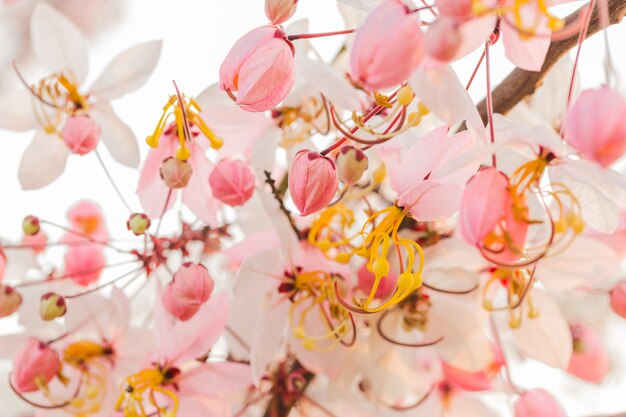 Foto gran cantidad de cassia bakeriana craib flor