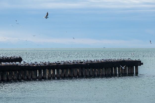 Gran cantidad de gaviotas en los rompeolas del Mar Negro, Poti, Georgia.