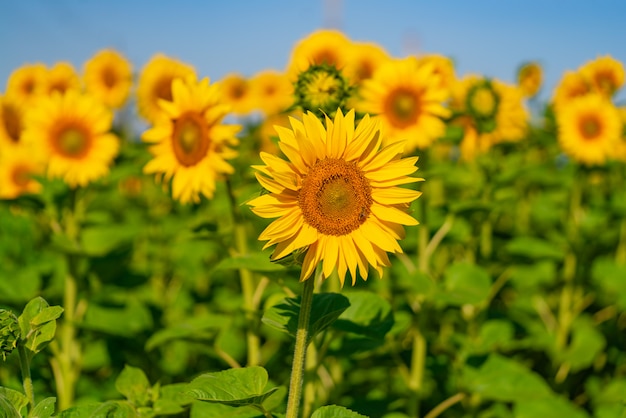 Una gran cantidad de girasoles florecen en el campo en un clima cálido.