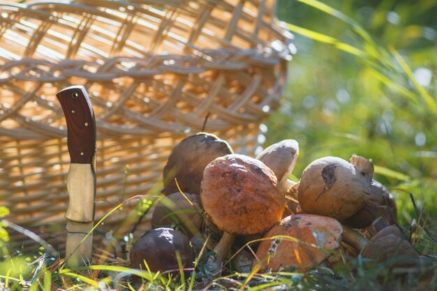 Una gran cantidad de hongo boletus cerca de la cesta tejida y un cuchillo en el bosque, horizontal