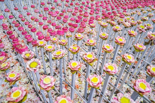 Una gran cantidad de loto rosa y blanco reduce el valor de un evento de flores para el fondo o una idea para el evento y el telón de fondo