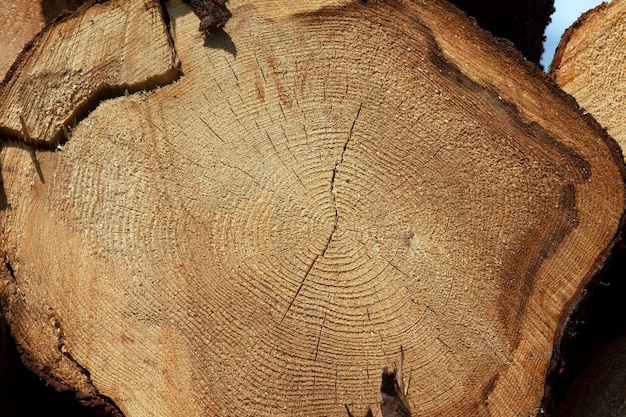 Una gran cantidad de madera de pino durante la tala