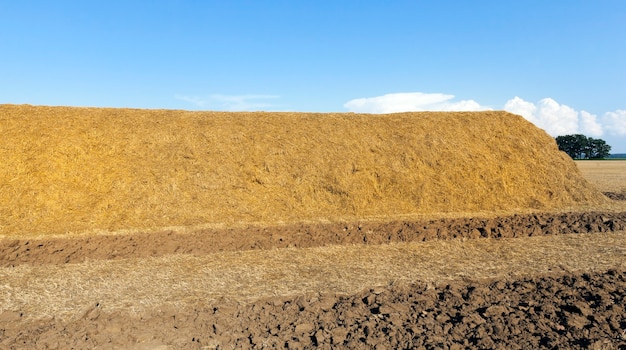 Una gran cantidad de paja cargada en una gran pila para almacenarla para el invierno, verano