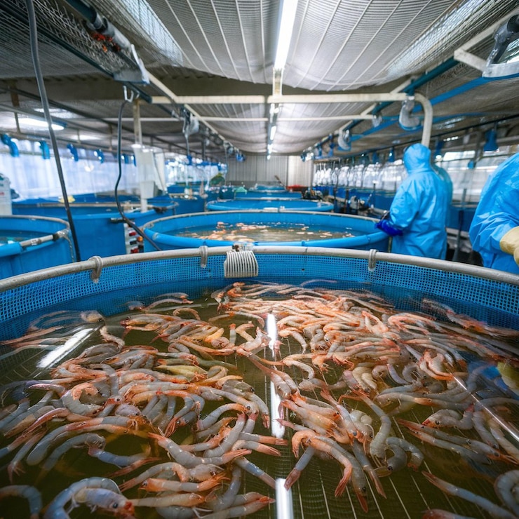 una gran cantidad de peces se venden en un tanque de peces