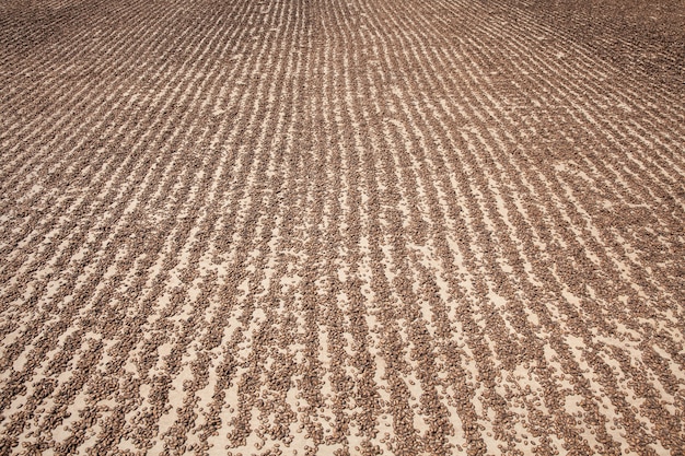 Gran cantidad de semillas de sandía secándose al sol en la fábrica.