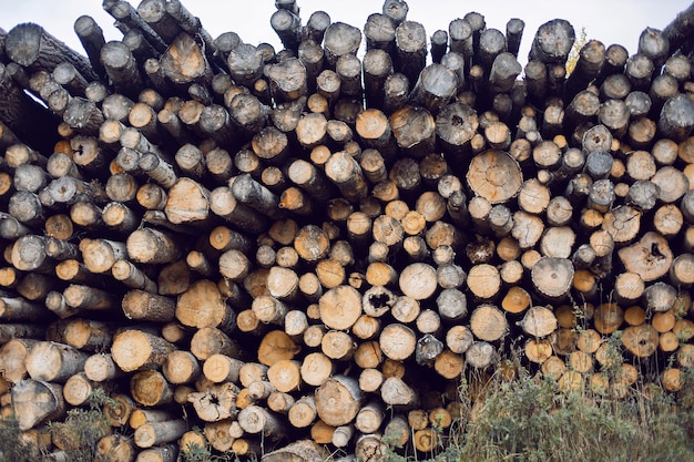 Gran cantidad de troncos en el aserradero colocados uno encima del otro