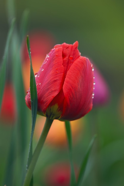 Gran cantidad de tulipanes rojos en el campo Hermoso tulipán rojo en el campo en la granja de tulipanes