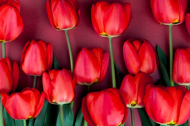 Gran cantidad de tulipanes rojos sobre un fondo rojo.