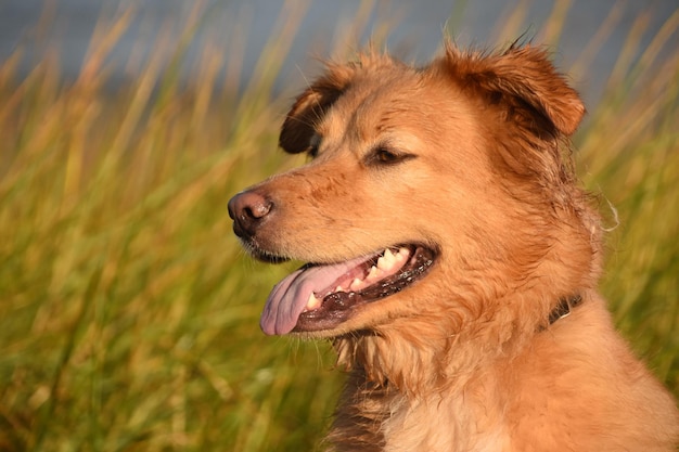 Gran captura del perfil de un perro toller dorado húmedo en un día de verano.