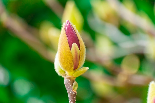 Un gran capullo de magnolia rosa oscuro