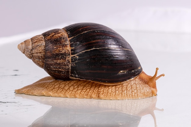 Un gran caracol Achatina se arrastra sobre un vidrio con gotas de agua Foto de alta calidad