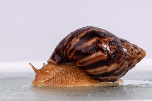 Un gran caracol Achatina se arrastra sobre vidrio con gotas de agua