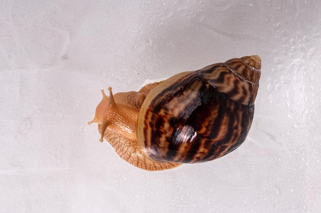 Un gran caracol Achatina se arrastra sobre vidrio con gotas de agua