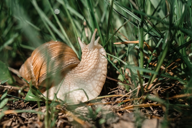 Gran caracol achatina con concha marrón y tentáculos arrastrándose en la hierba verde