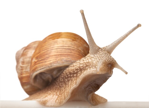 Un gran caracol aislado en blanco