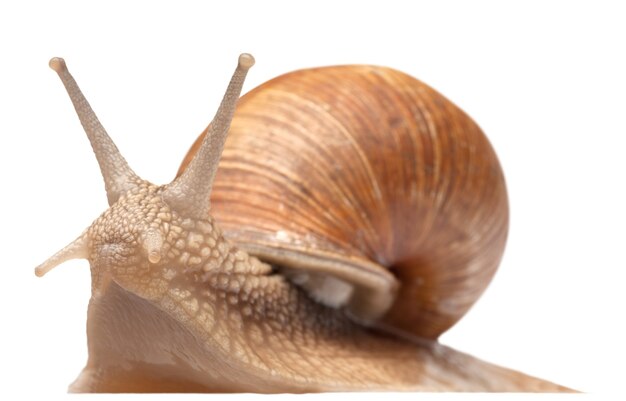 Un gran caracol aislado en blanco