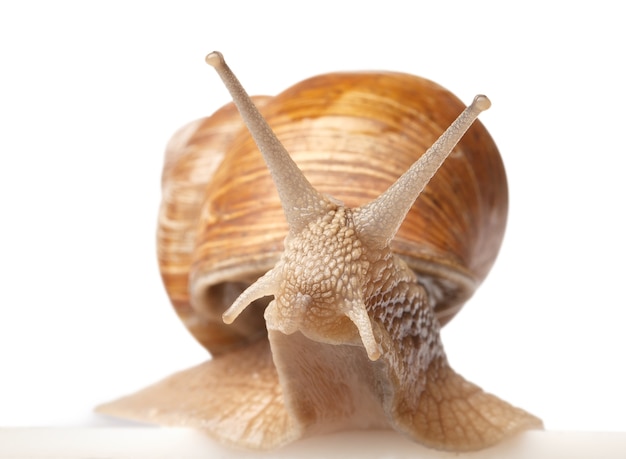 Un gran caracol aislado en blanco